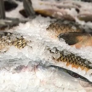 Seafood HACCP Alliance Basic HACCP Private Onsite Class up to 6 people California